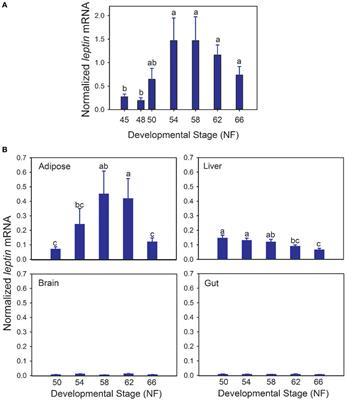 Leptin Induces Mitosis and Activates the Canonical Wnt/β-Catenin Signaling Pathway in Neurogenic Regions of Xenopus Tadpole Brain